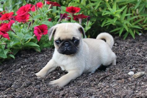 Male pug 5 months old. . Pug puppy near me